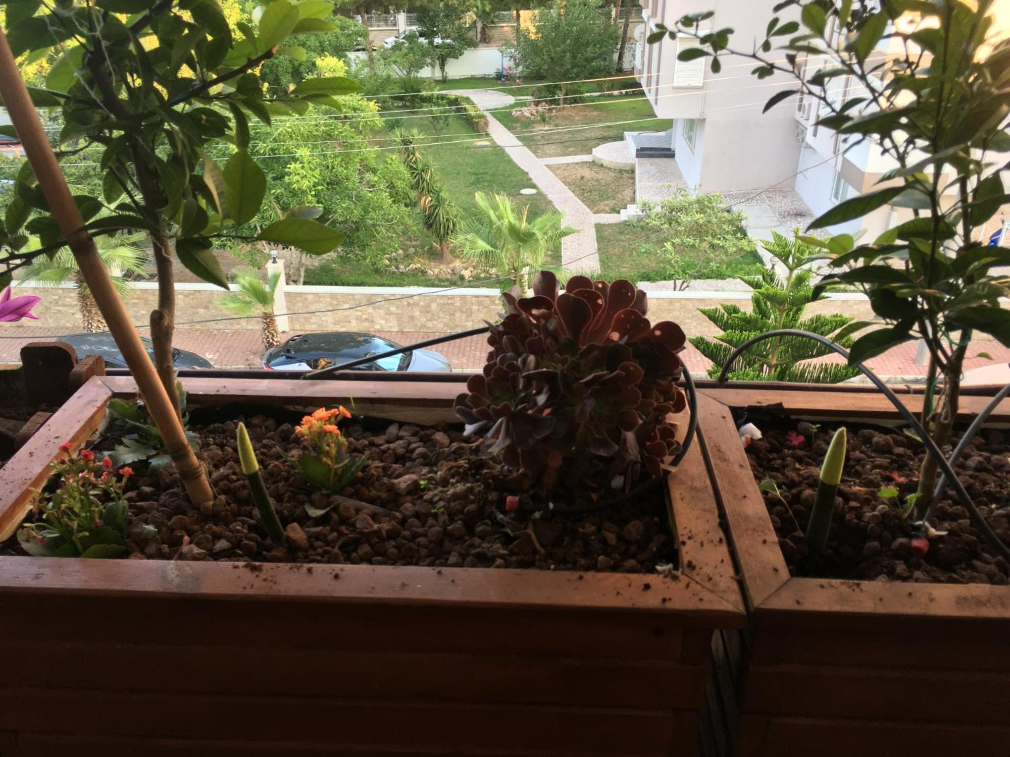 Privatunterkunft Orange Garden *