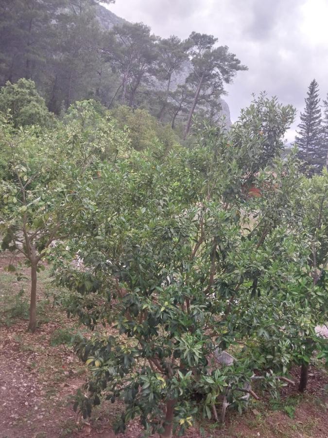 Village Garden *