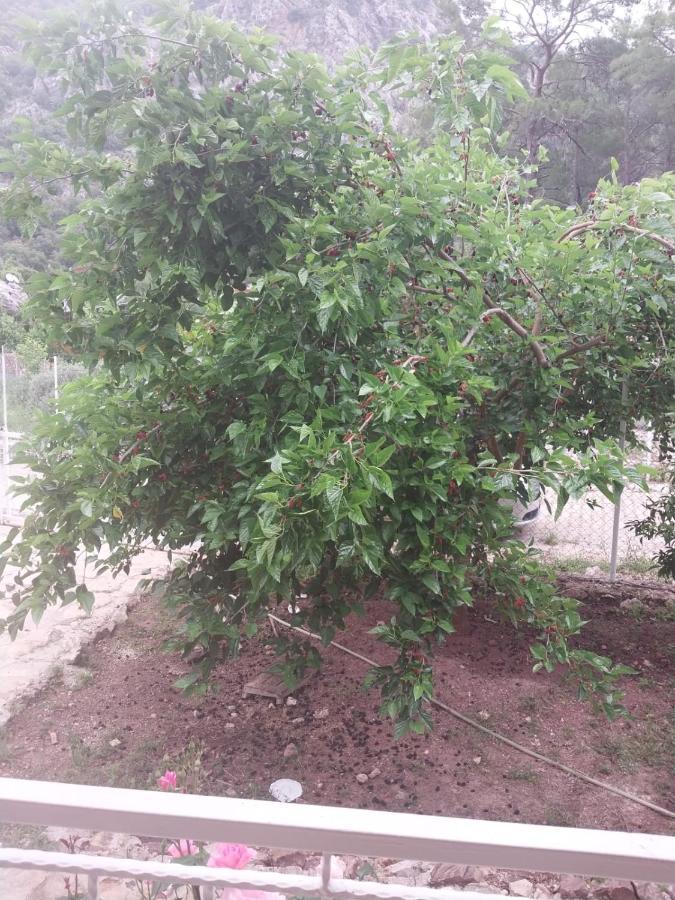Village Garden * Antalya