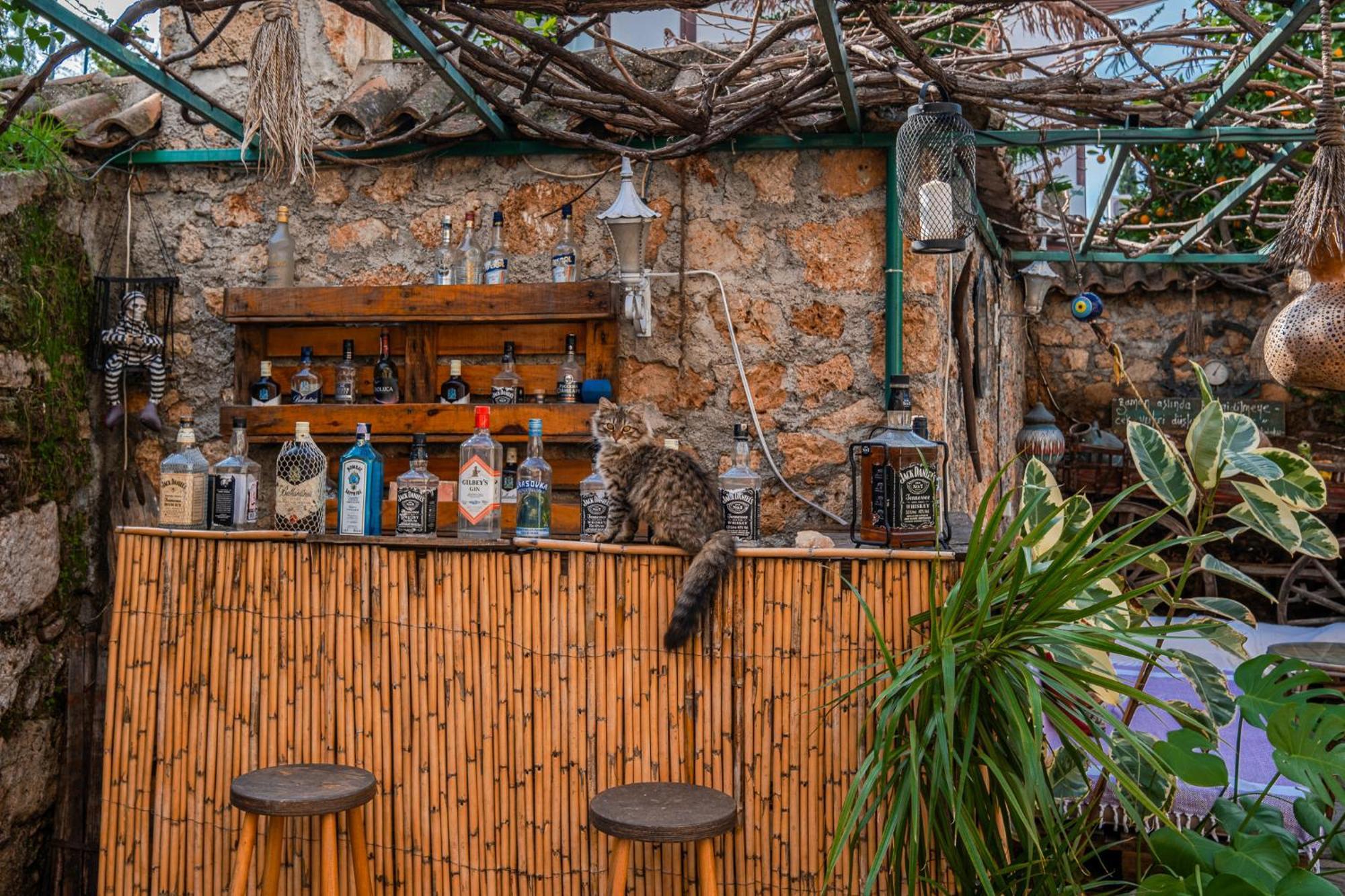Tulipan Antalya