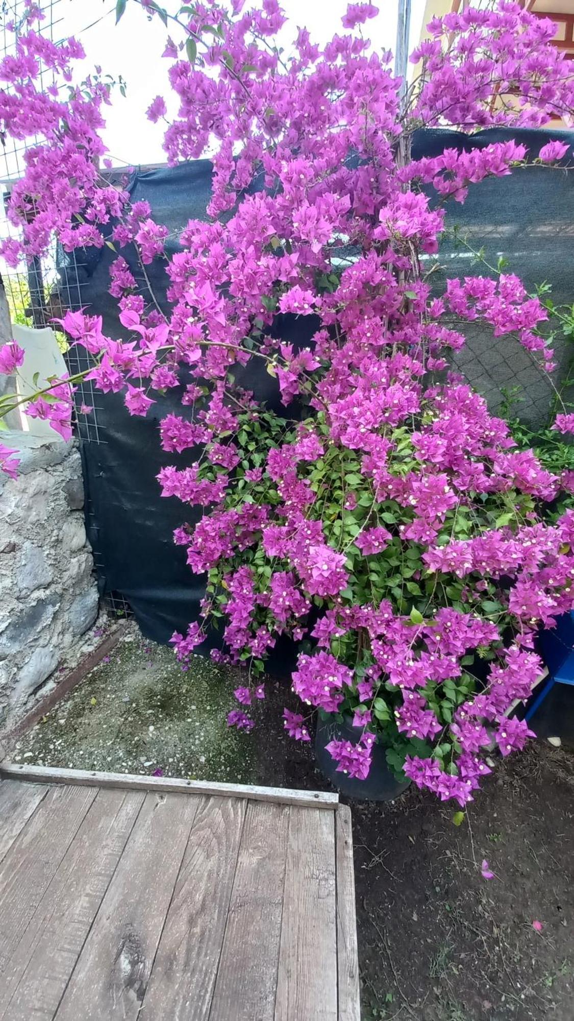 Demeter Rose Stonehouse Pansion Pansiyon *
