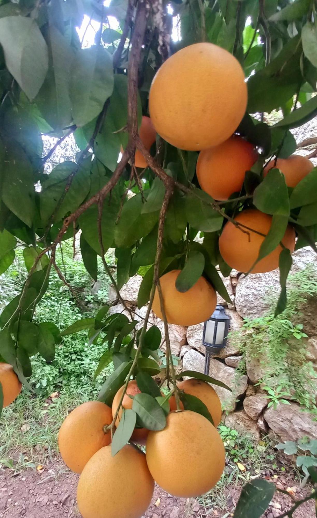 Demeter Rose Stonehouse Pansion Pansiyon Antalya