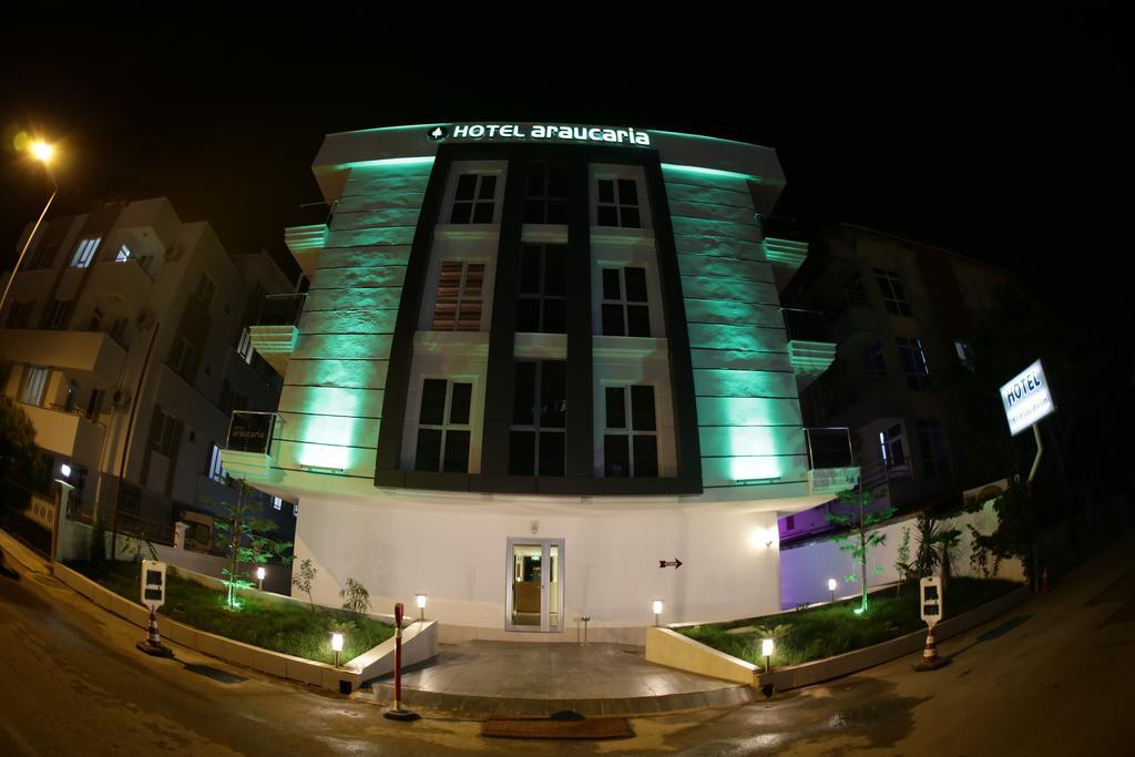 Araucaria Antalya