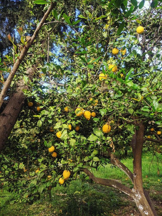 Village Garden *