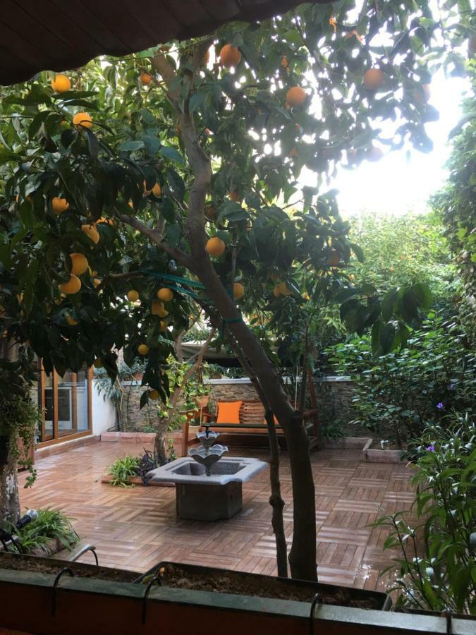 Orange Garden